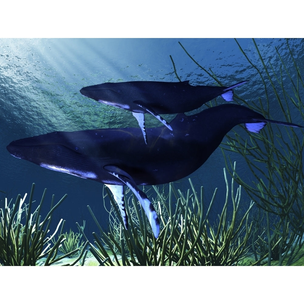 A mother humpback whale swims with her baby calf Poster Print Image 2