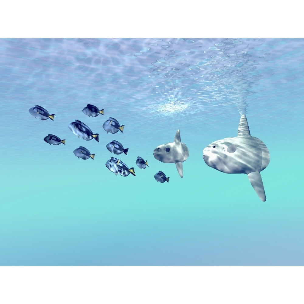 Two large sunfish escort a school of Blue Tango fish Poster Print Image 2