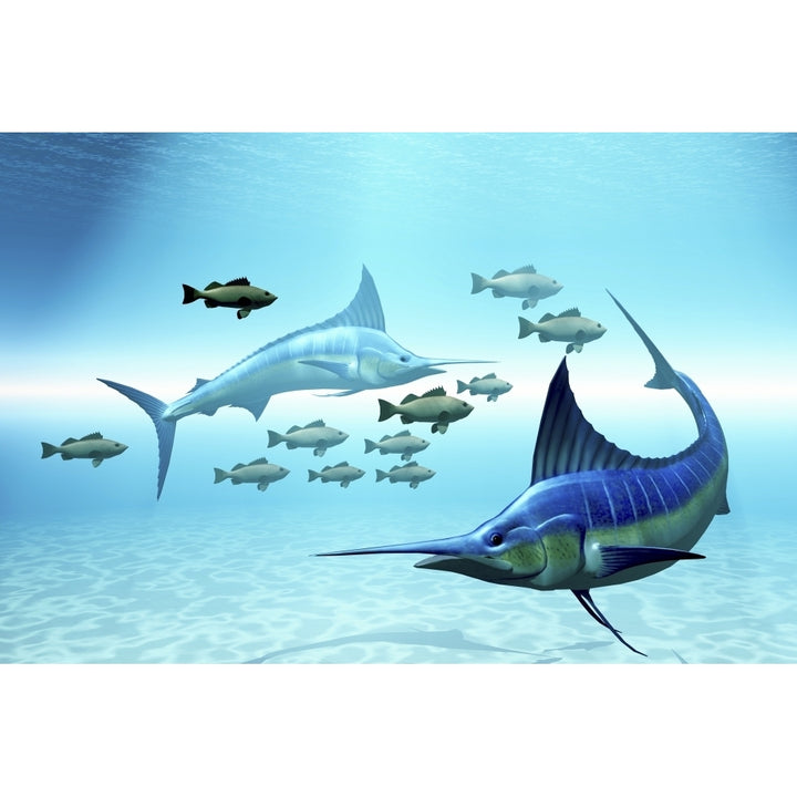 Two blue marlins circle a school of fish in ocean waters Poster Print Image 1