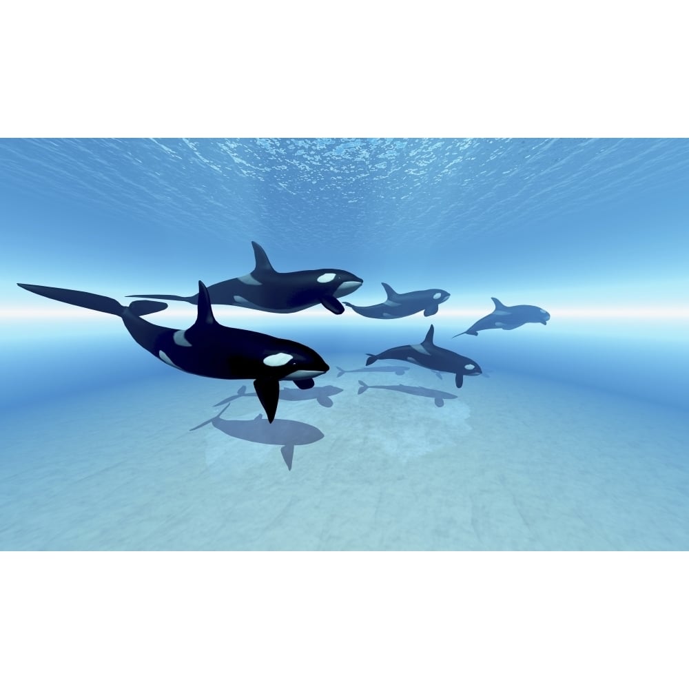 A family of killer whales search together for their next meal Poster Print Image 1