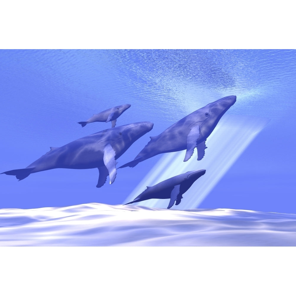 A group of whales head toward the surface for a breath of fresh air Poster Print Image 1