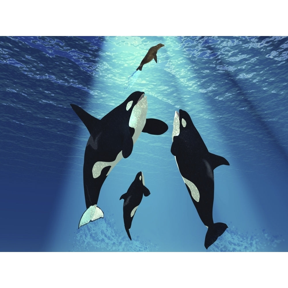 A seal swims to the surface trying to escape from three Killer Whales Poster Print Image 1