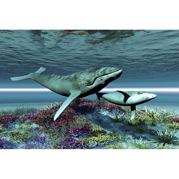 Humpback whale mother and calf swim over a colorful coral reef Poster Print Image 1