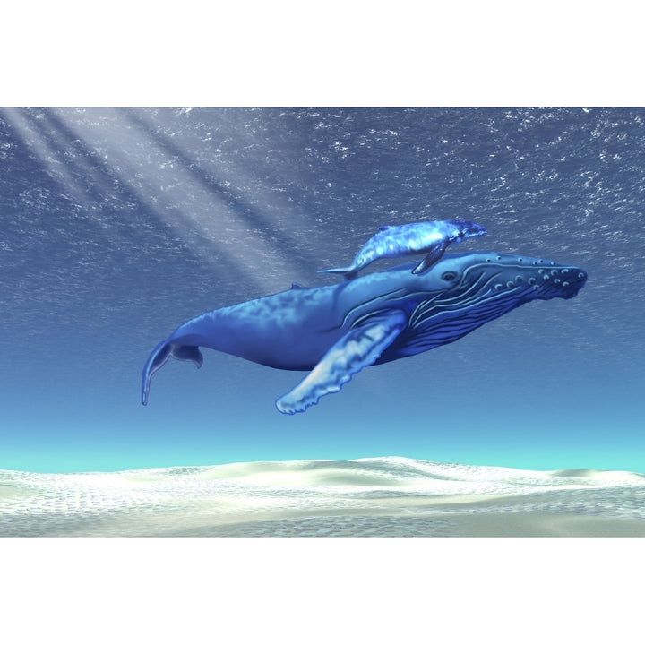 Mom and baby humpback whales swim through clear tropical waters Poster Print Image 1