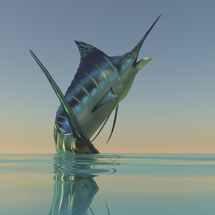 A Blue Marlin bursts from the ocean surface in a grand leap Poster Print Image 1