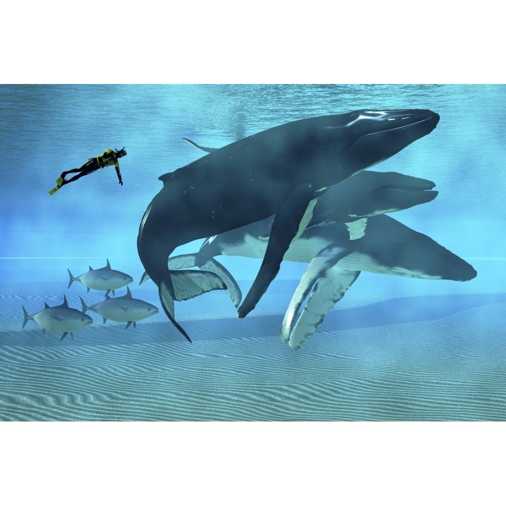 A diver swims with a group of Humpback Whales and tuna Poster Print Image 1