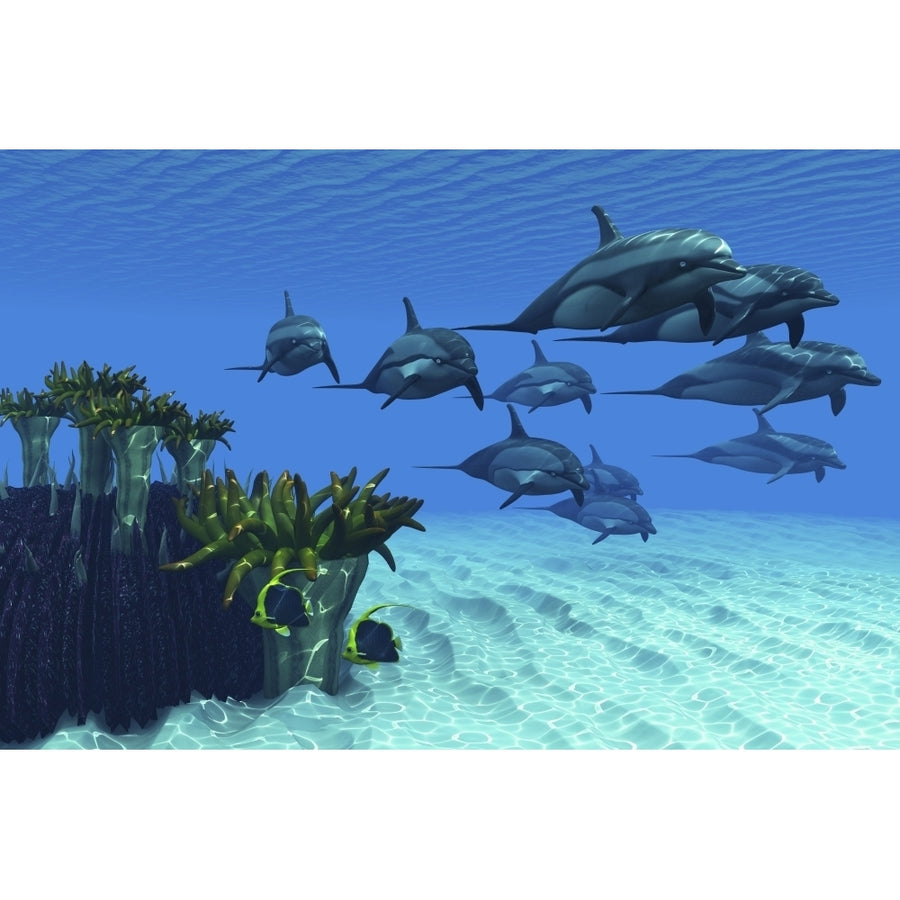 Two pennant fish scamper away from a pod of striped dolphins Poster Print Image 1