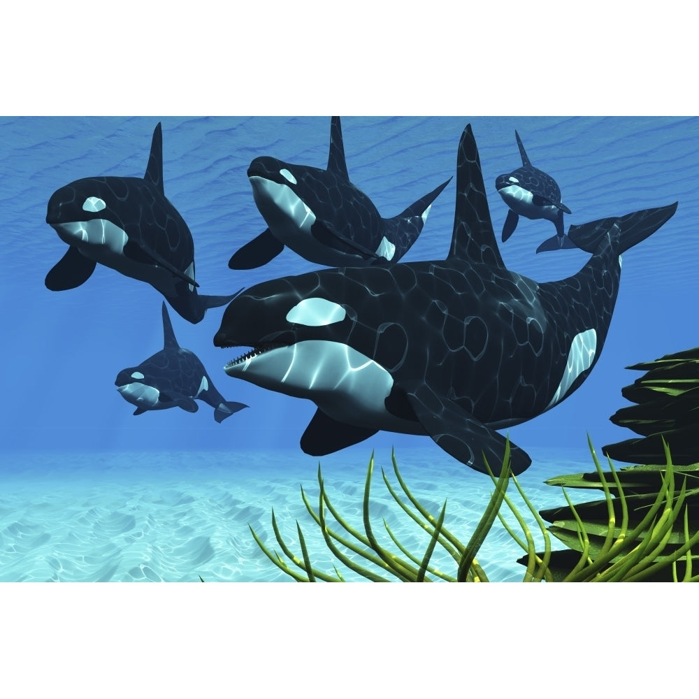 A pod of killer whales swim along a reef looking for fish prey Poster Print Image 1