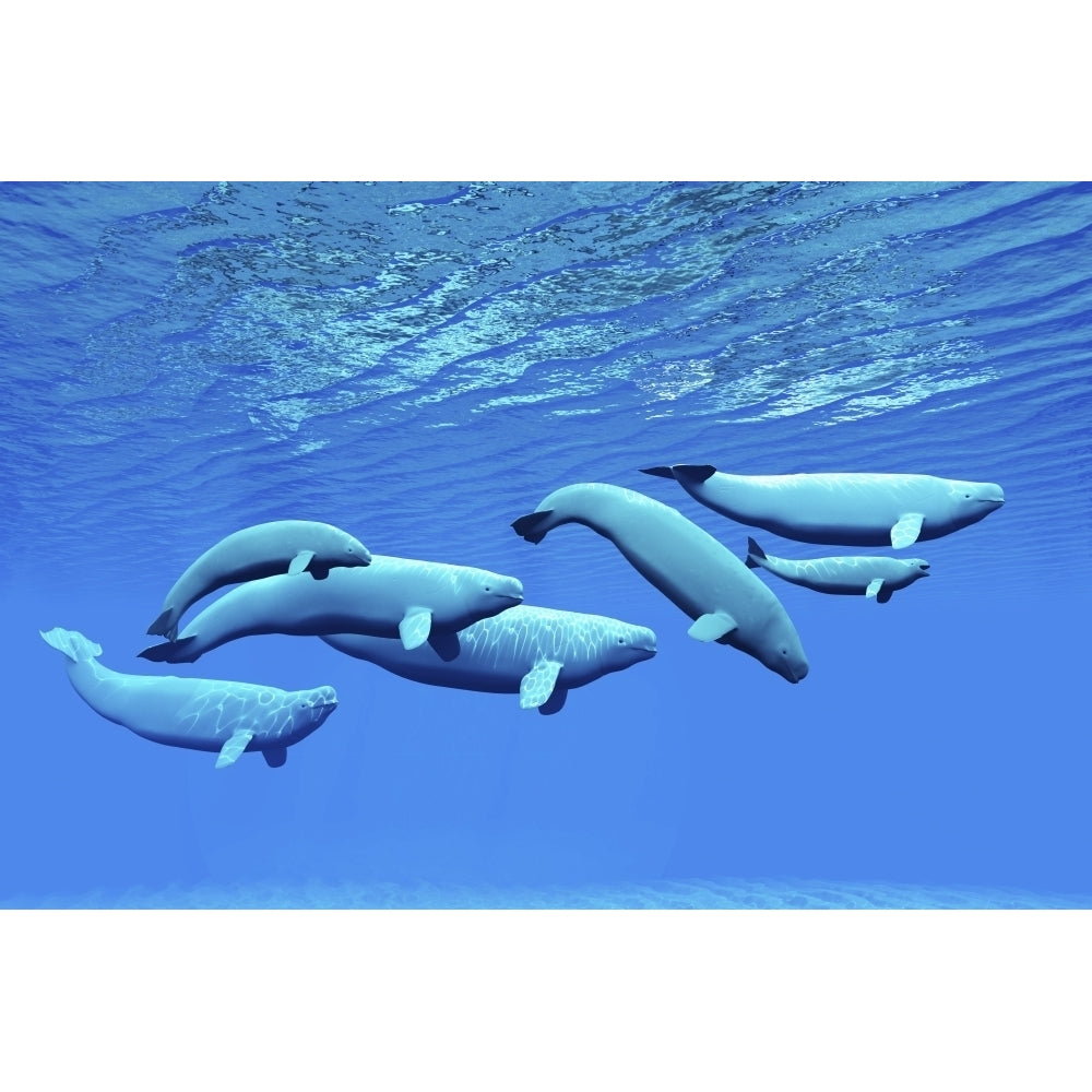 A pod of beluga whales swim together near the surface Poster Print Image 1