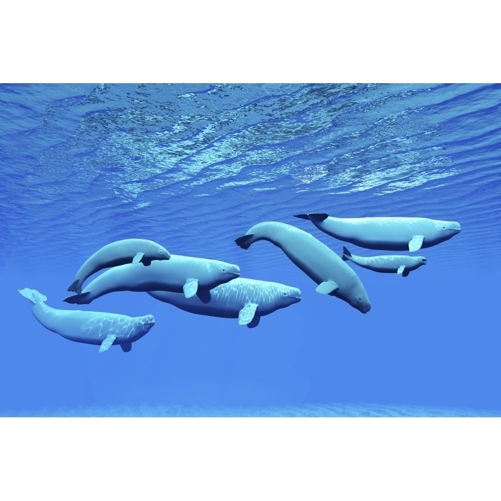 A pod of beluga whales swim together near the surface Poster Print Image 1