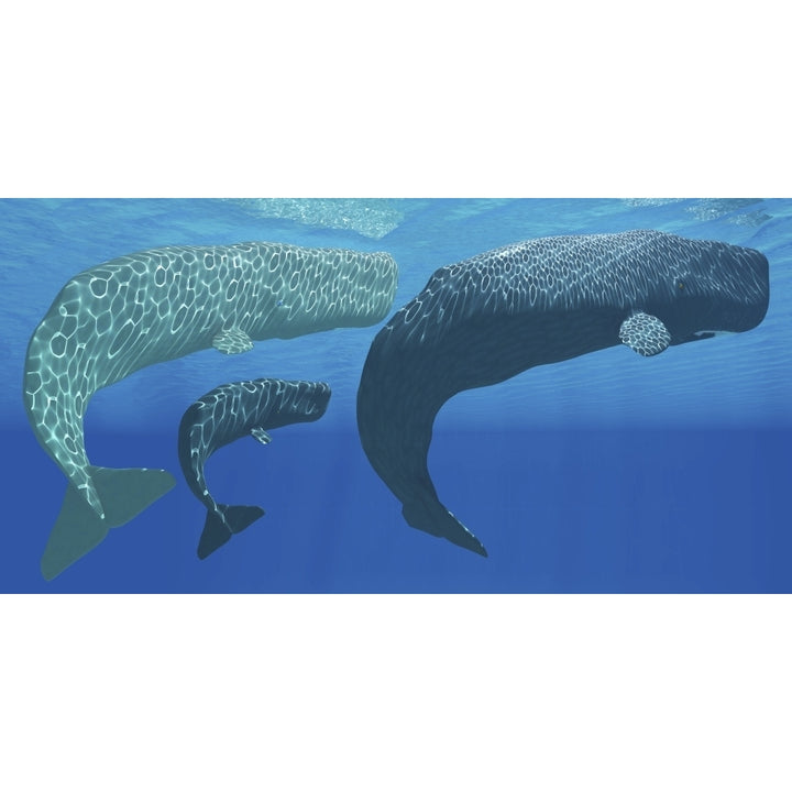 A mother sperm whale with calf is visited by an interested male Poster Print Image 1