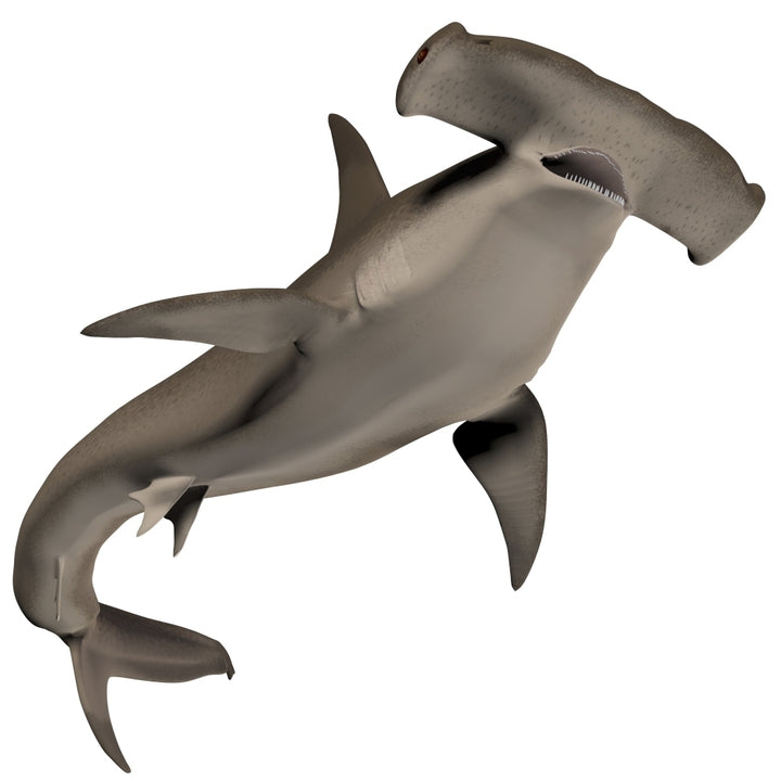 Hammerhead Shark Poster Print Image 1