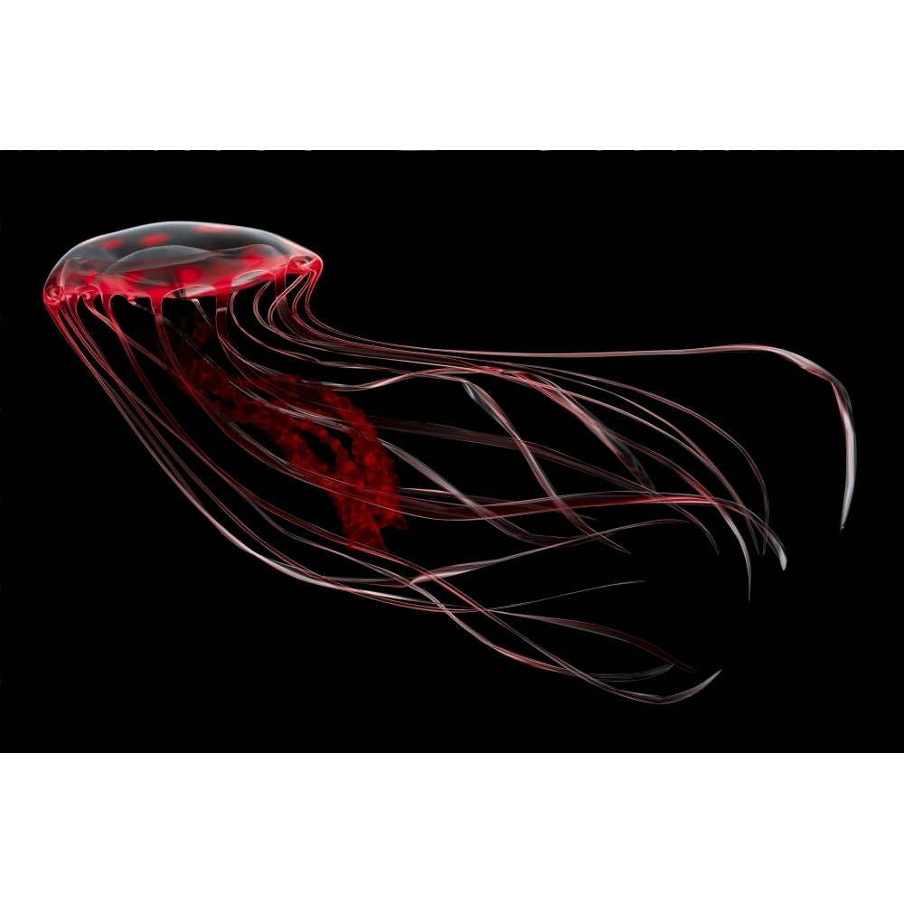 A bioluminescent red jellyfish Poster Print Image 1