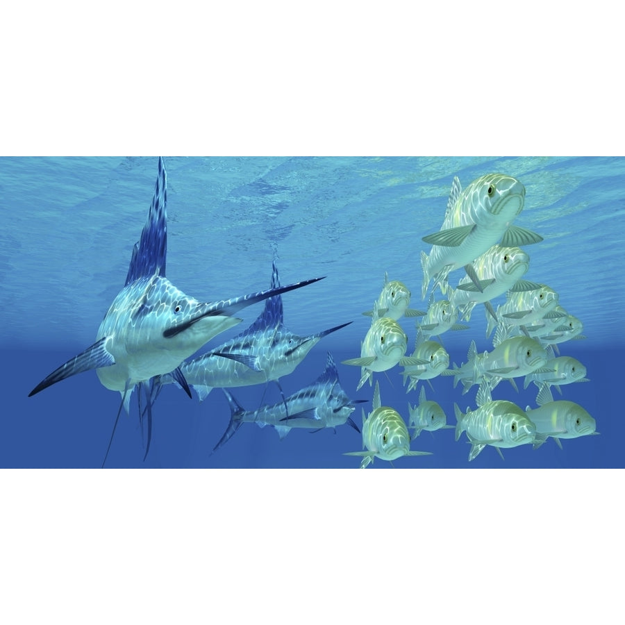 A school of Ayu fish try to escape from three carnivorous Blue Marlins Poster Print Image 1