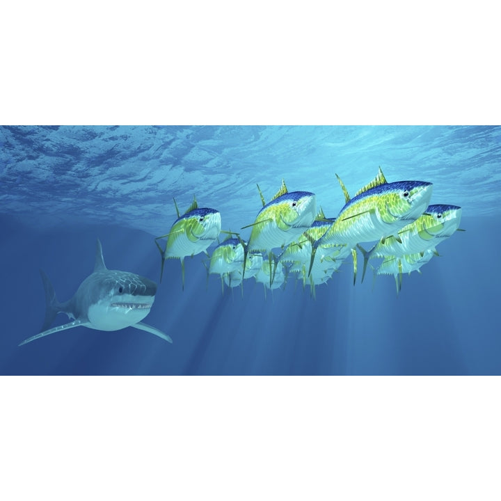 A school of yellowfin tuna is followed by a great white shark Poster Print Image 1