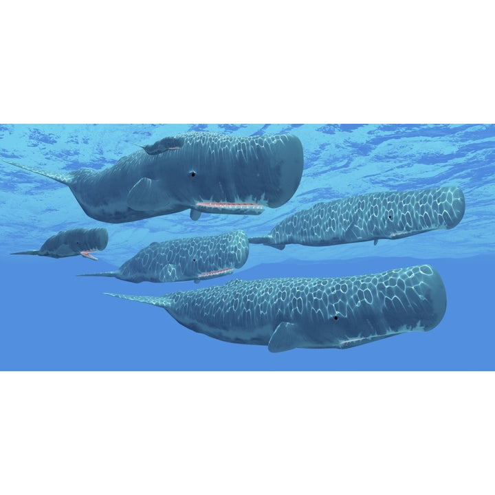 A pod of sperm whales swimming together. Poster Print by Corey Ford/Stocktrek Images Image 1