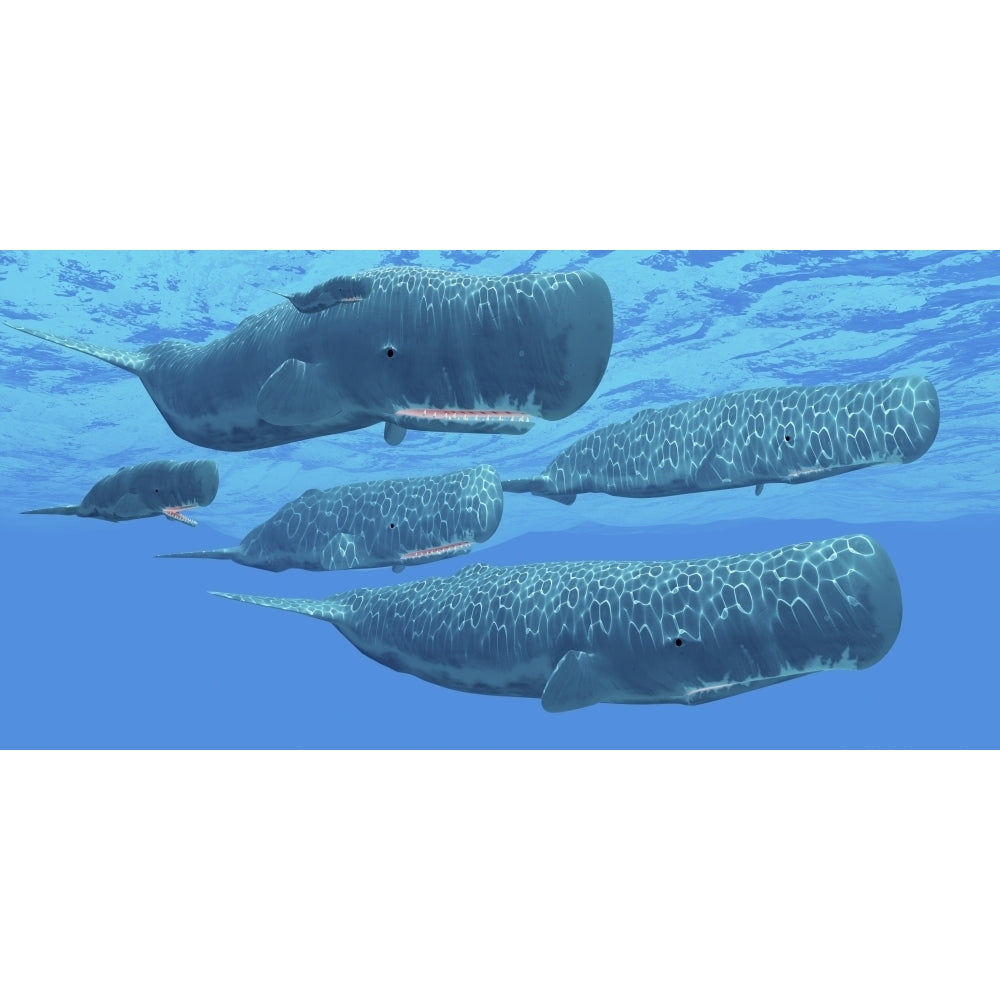 A pod of sperm whales swimming together. Poster Print by Corey Ford/Stocktrek Images Image 2