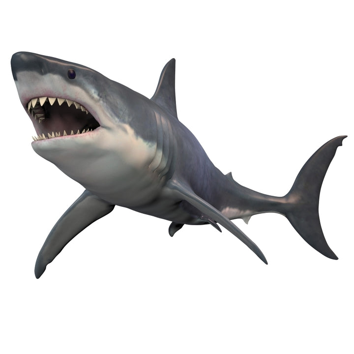 Great White Shark isolated on white background. Poster Print by Corey Ford/Stocktrek Images Image 2