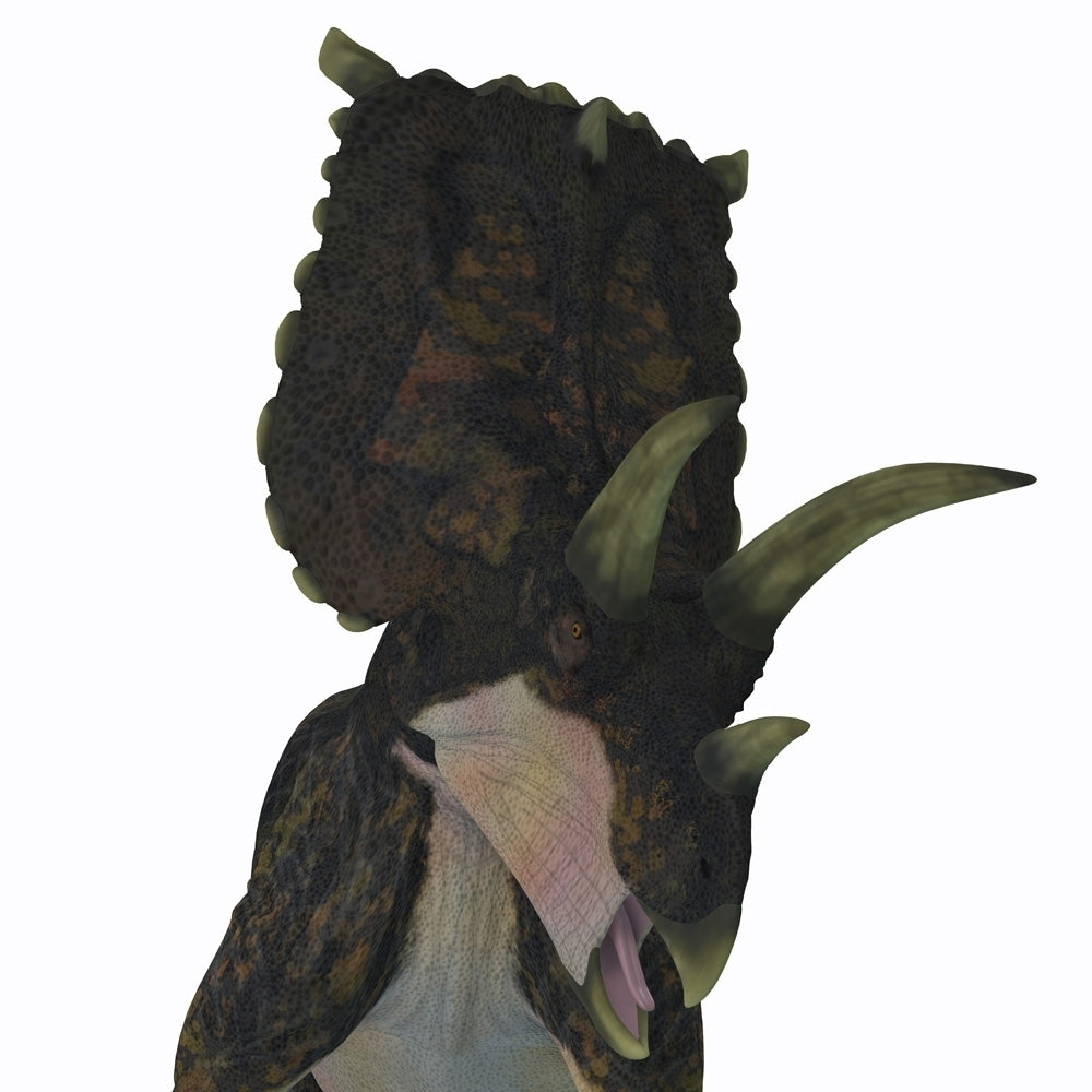 Bravoceratops dinosaur head. Poster Print by Corey Ford/Stocktrek Images Image 1