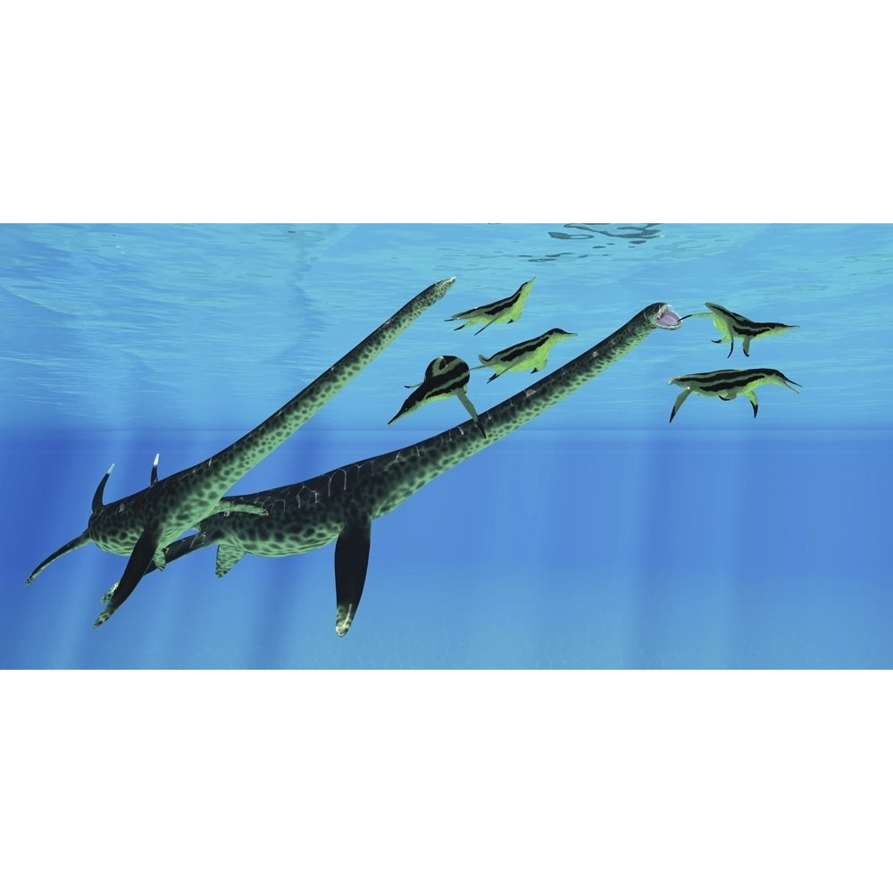 A pair of Styxosaurus attack a group of Dolichorhynchops plesiosaurs. Poster Print by Corey Ford/Stocktrek Images Image 1