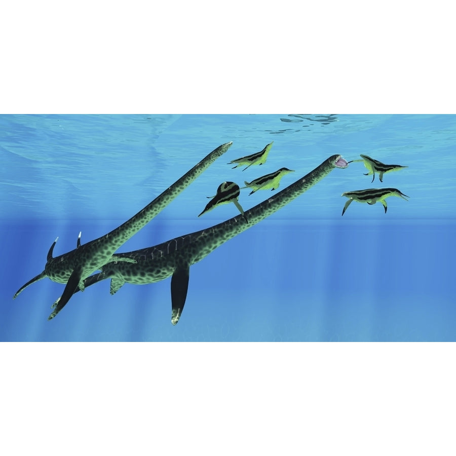 A pair of Styxosaurus attack a group of Dolichorhynchops plesiosaurs. Poster Print by Corey Ford/Stocktrek Images Image 1