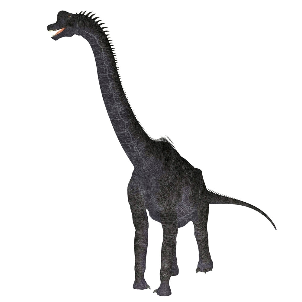 Brachiosaurus dinosaur white background. Poster Print by Corey Ford/Stocktrek Images Image 1