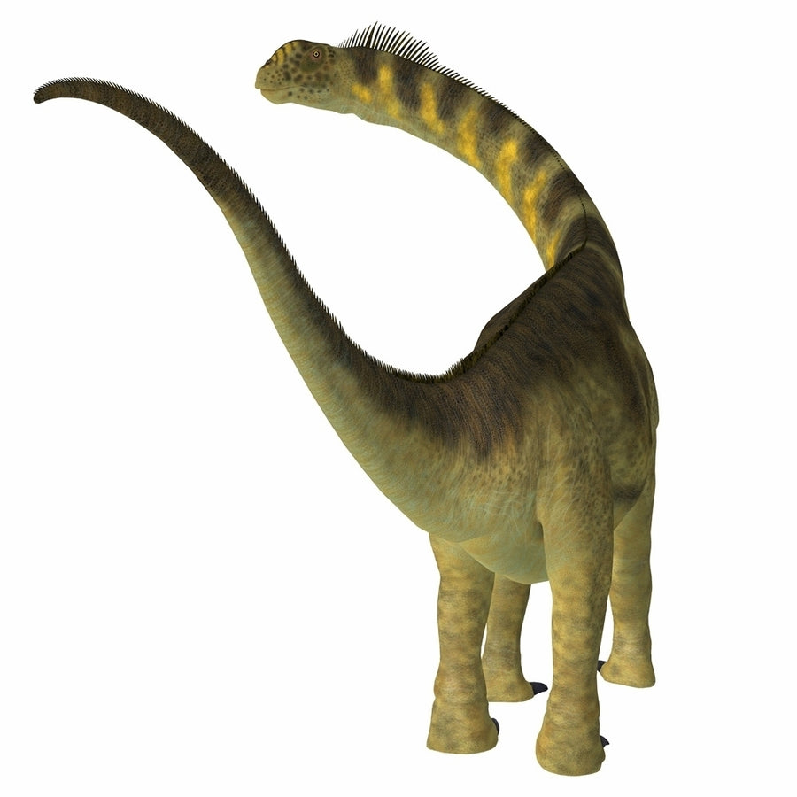 Camarasaurus dinosaur rear view. Poster Print by Corey Ford/Stocktrek Images Image 1