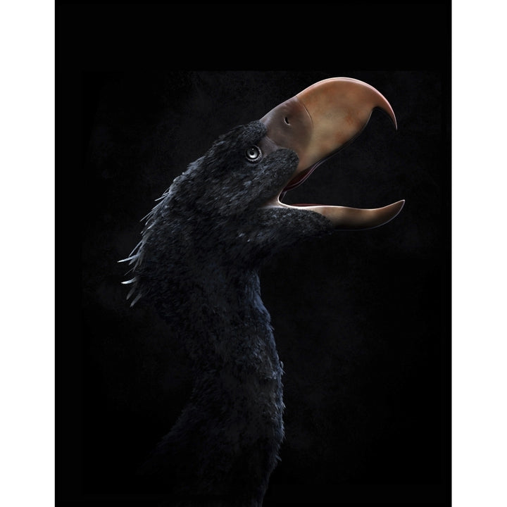 Andalgalornis steulleti a flightless predatory bird Poster Print Image 2