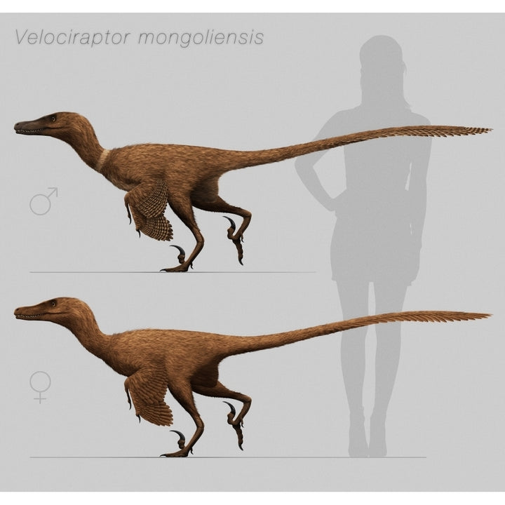 Size comparison of Velociraptor mongoliensis to a human Poster Print Image 1