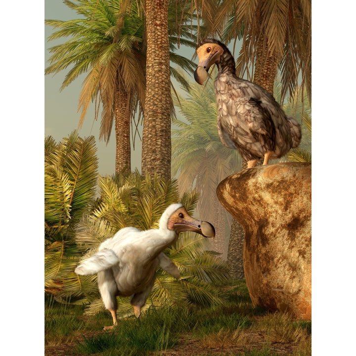 A pair of Dodo birds play a game of hide-and-seek Poster Print Image 1