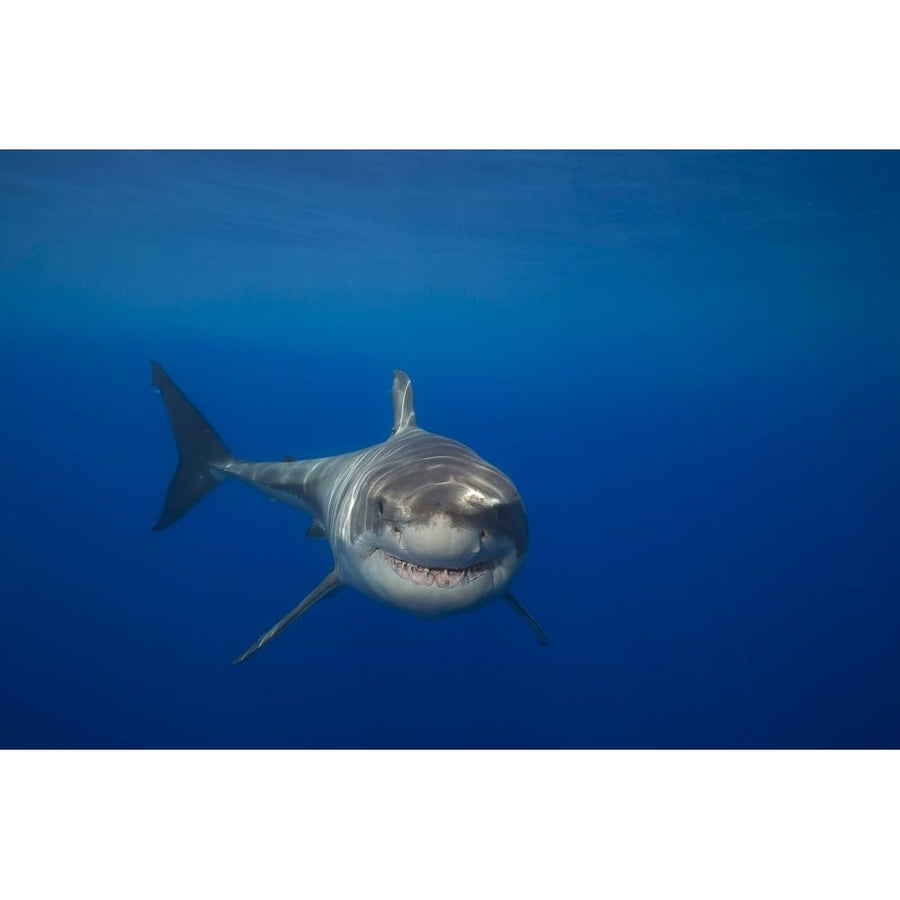 A great white shark Carcharodon carcharias off Guadalupe Island Mexico. Poster Print by David Fleetham Image 1