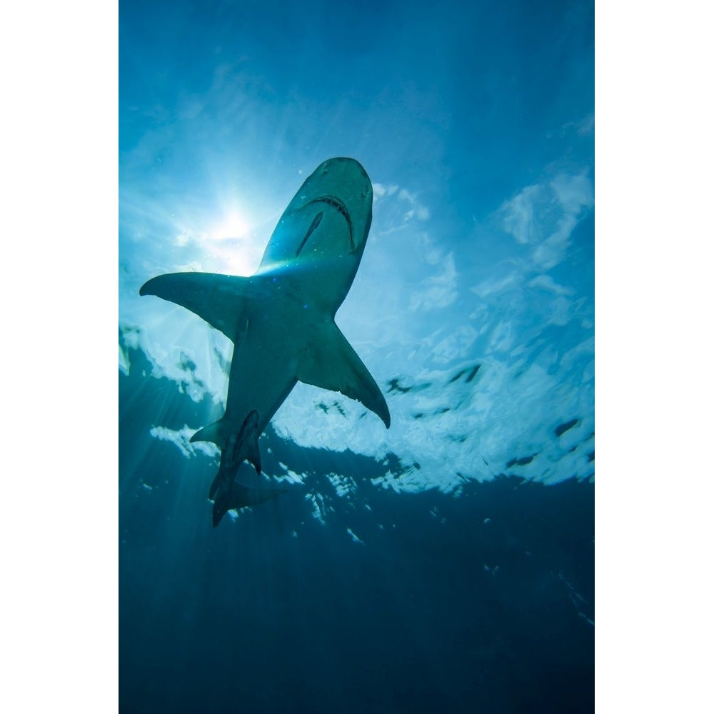 A view looking up at a lemon shark Negaprion brevirostris underwater with remoras Grand Bahama. Poster Print by David Image 1