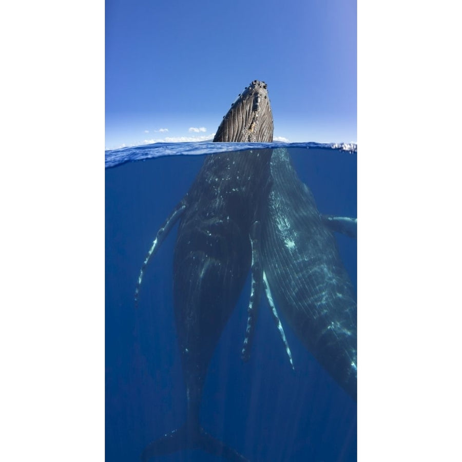 A split image of a pair of humpback whales Megaptera novaeangliae in Maui Hawaii. Poster Print by David Fleetham Image 1