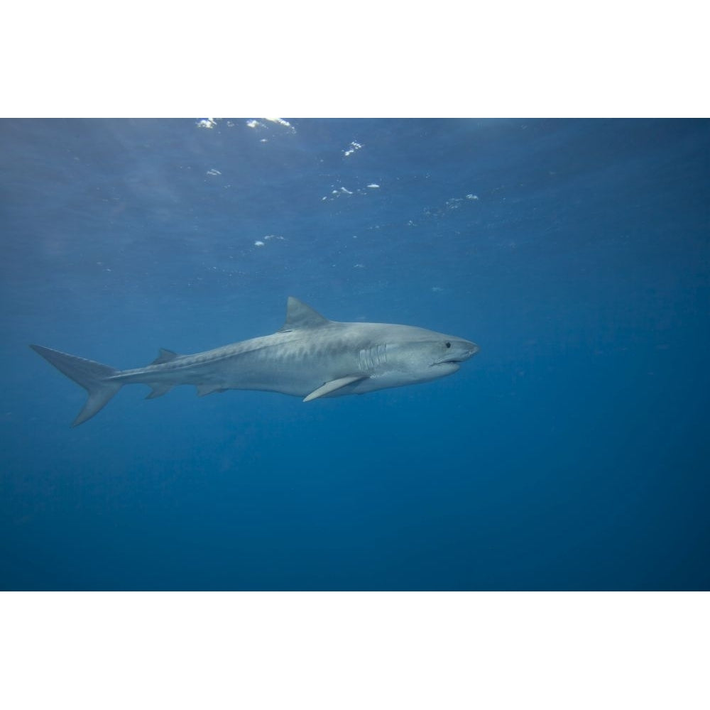 Tiger shark Galeocerdo cuvier Hawaii. Poster Print by David Fleetham Image 1