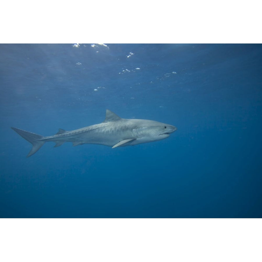 Tiger shark Galeocerdo cuvier Hawaii. Poster Print by David Fleetham Image 1