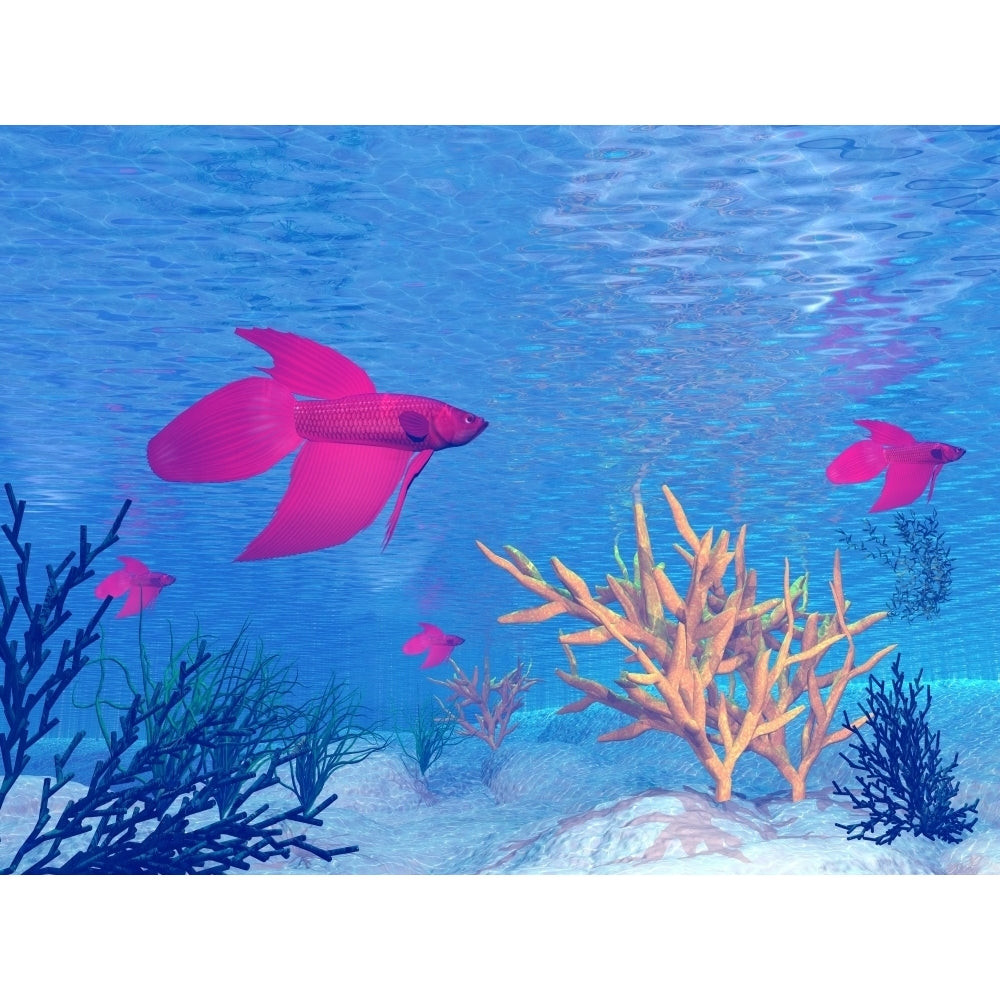 Several red betta fish swimming underwater Poster Print Image 2