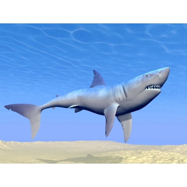 Shark swimming underwater with reflections of the sun Poster Print Image 1