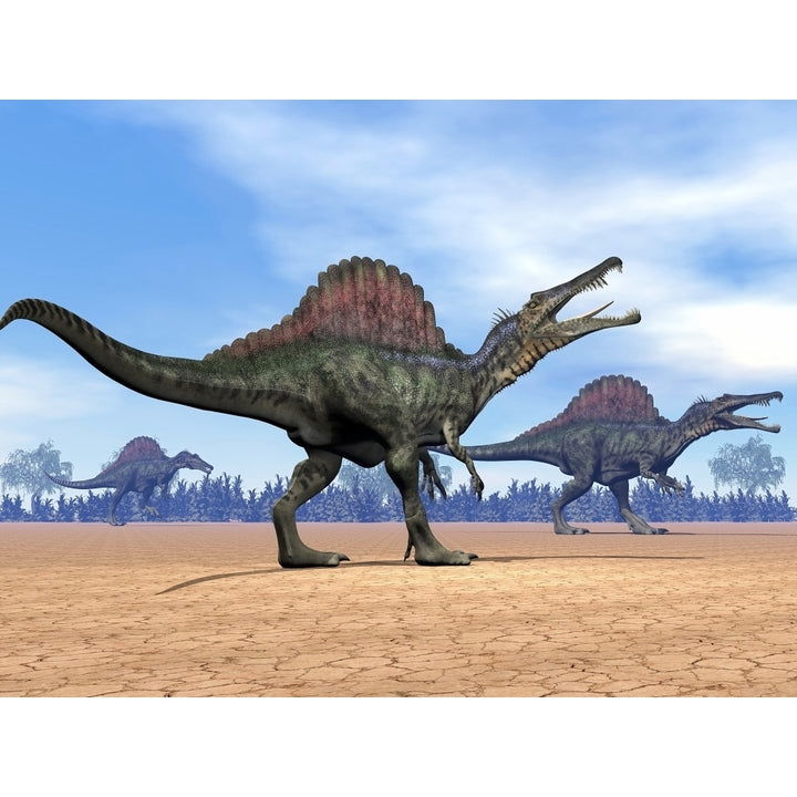 Three Spinosaurus dinosaurs walking in the desert Poster Print Image 1