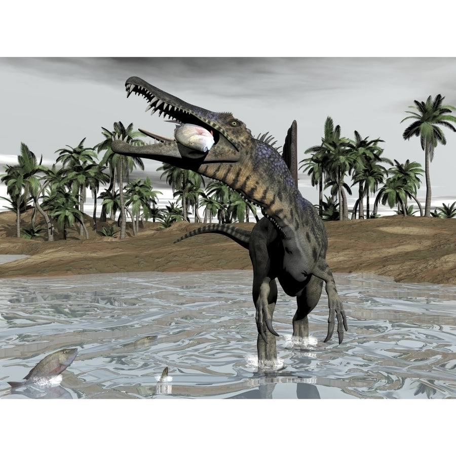 Spinosaurus dinosaur walking in water and feeding on fish Poster Print Image 1