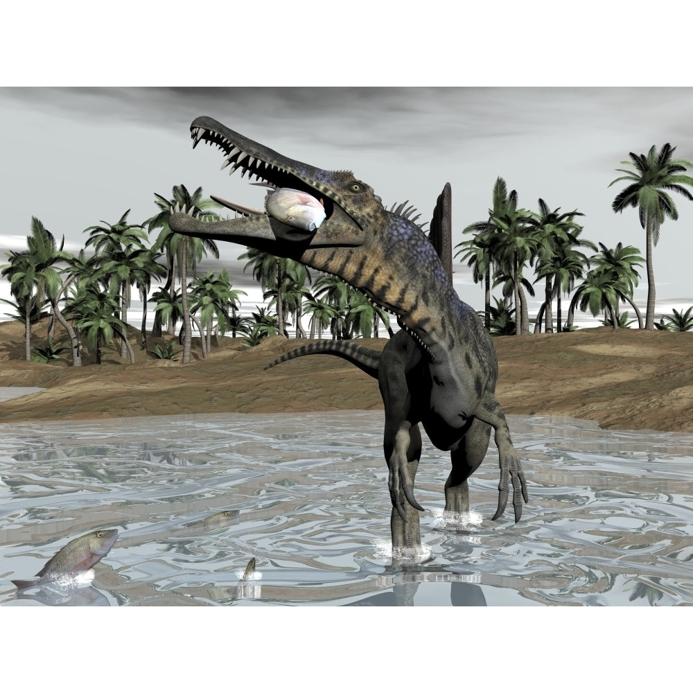 Spinosaurus dinosaur walking in water and feeding on fish Poster Print Image 2