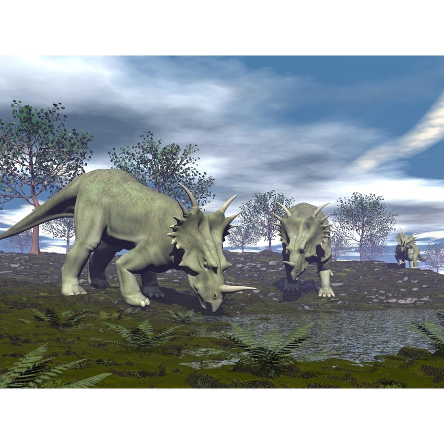 Three Styracosaurus dinosaurs drinking from a nearby lake Poster Print Image 1