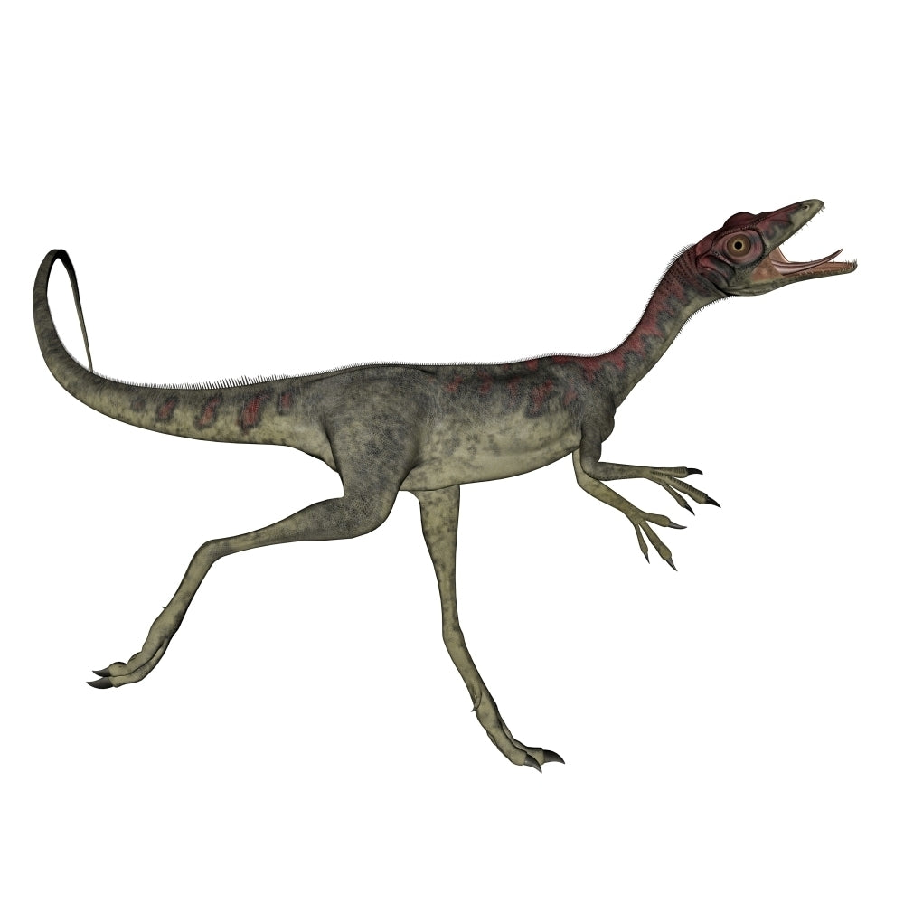 Compsognathus dinosaur running Poster Print Image 2