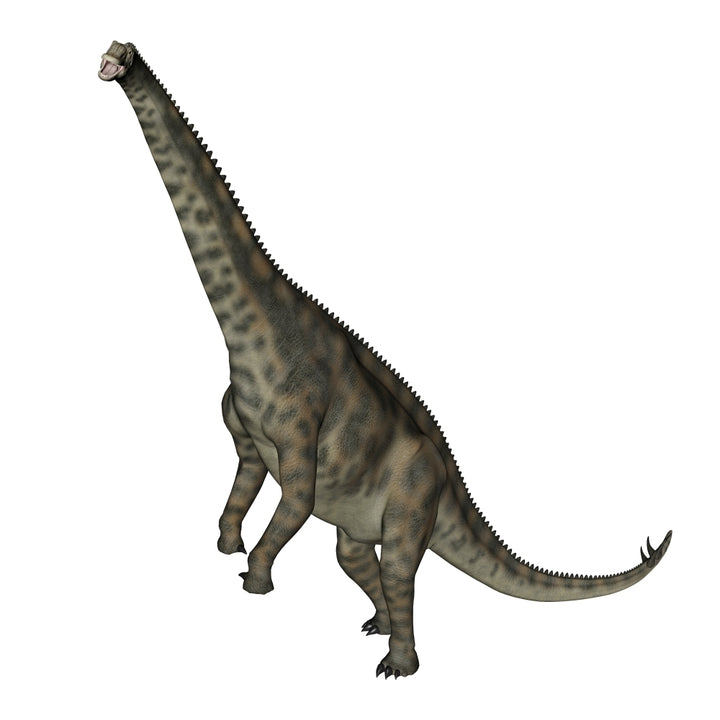 Spinophorosaurus dinosaur standing up Poster Print Image 2