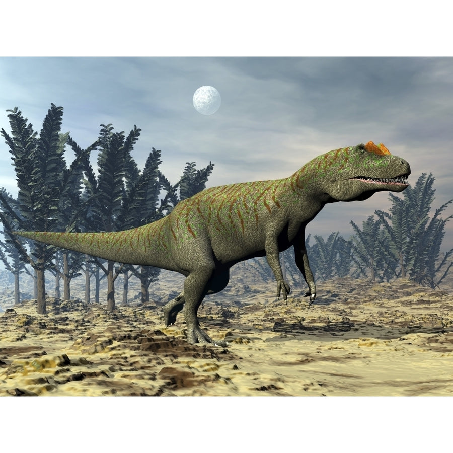 Allosaurus dinosaur walking amongst pachypteris trees Poster Print Image 1