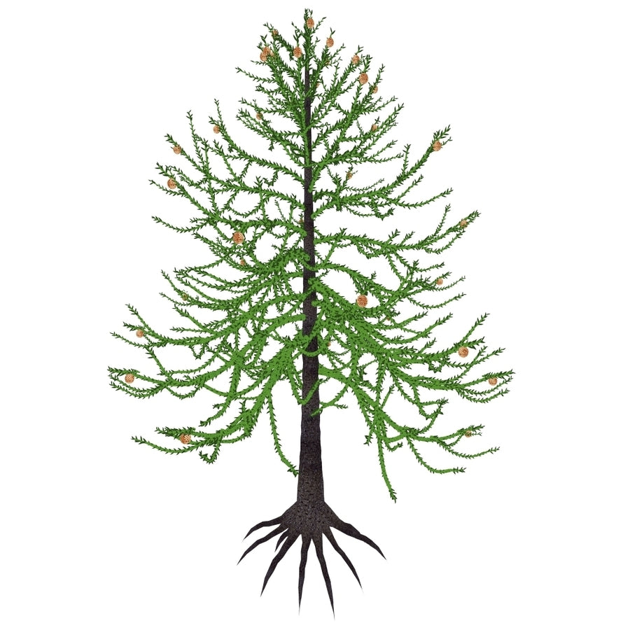 Araucaria prehistoric tree Poster Print Image 1