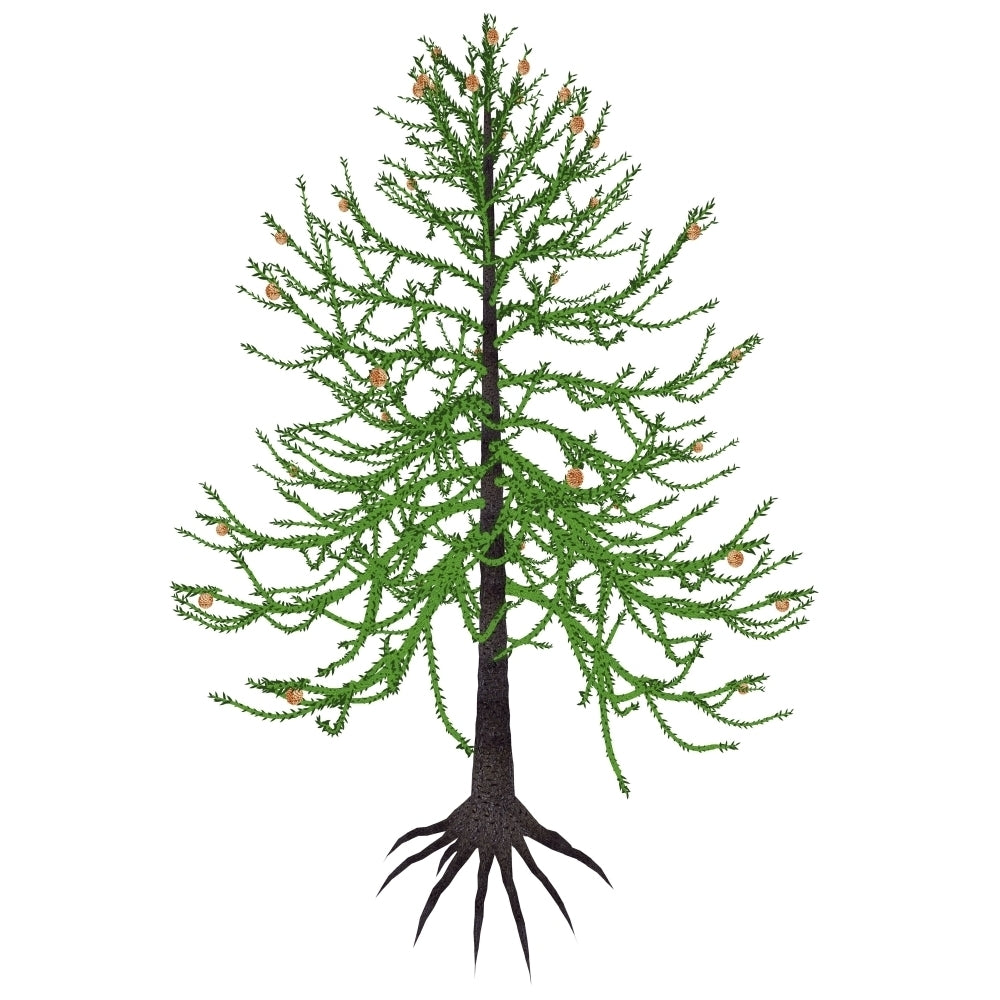 Araucaria prehistoric tree Poster Print Image 2