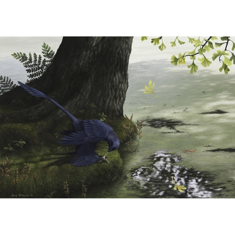 Microraptor gui eating a small fish Poster Print Image 1