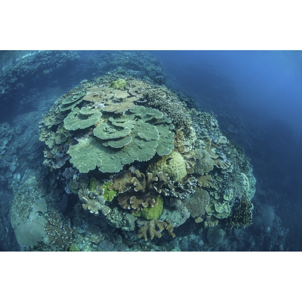 Colorful reef-building corals grow on a reef in the Solomon Islands Poster Print Image 1