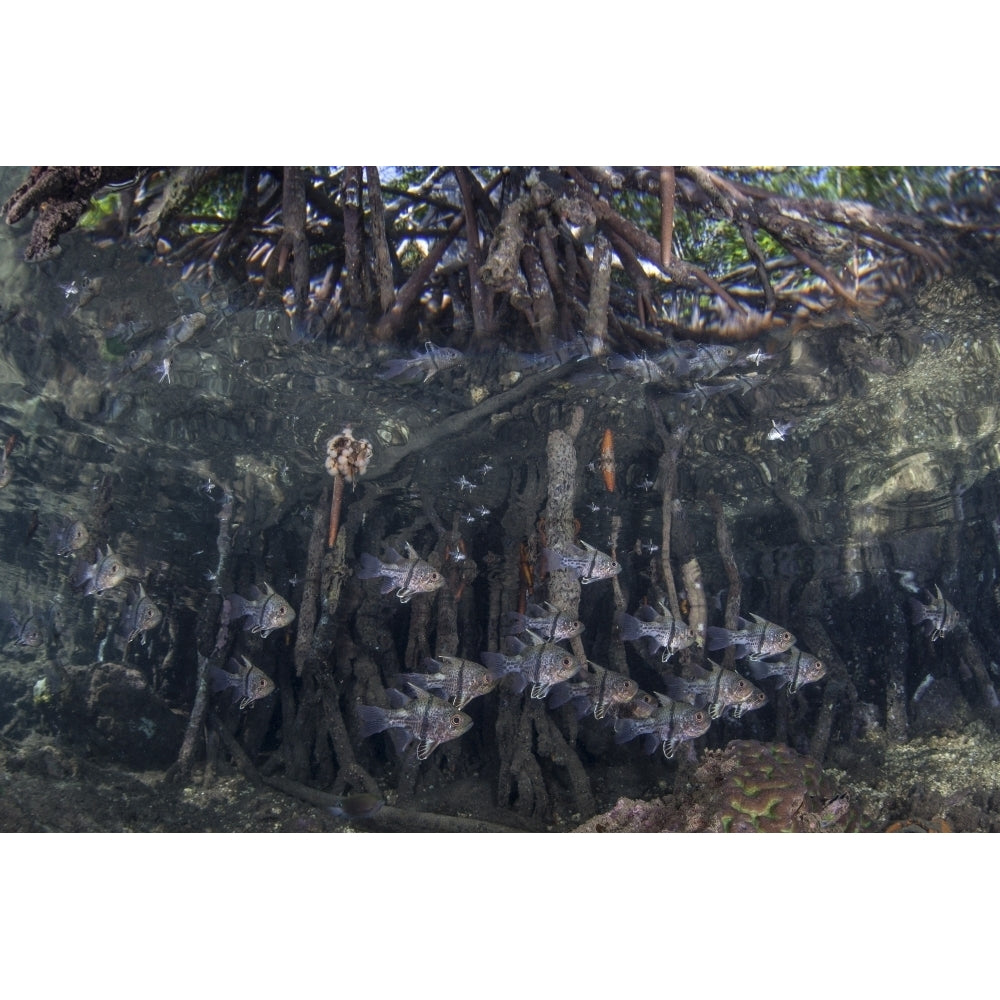 Orbiculate cardinalfish swimming underneath a mangrove tree Poster Print Image 2