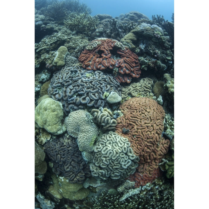 Colorful reef-building corals grow on a reef inside Palaus lagoon Poster Print Image 1